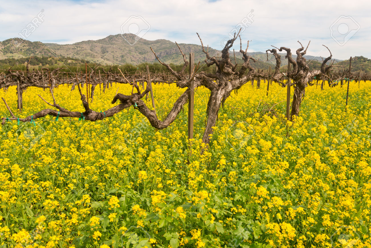 27872250-Napa-Valley-Vineyards-and-Spring-Mustard-Stock-Photo