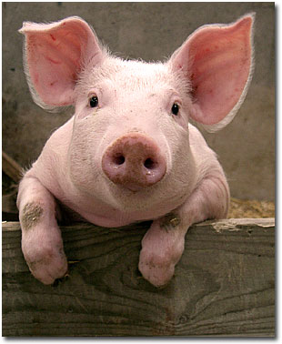 PigBaby1